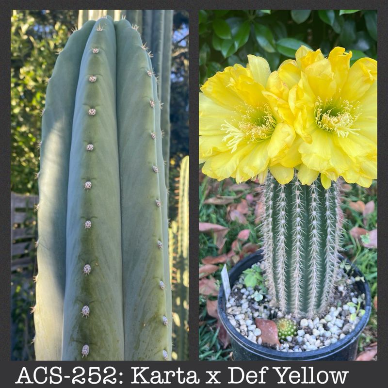 ACS-252: Karta x Def Yellow