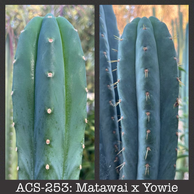 ACS-253: Matawai x Yowie