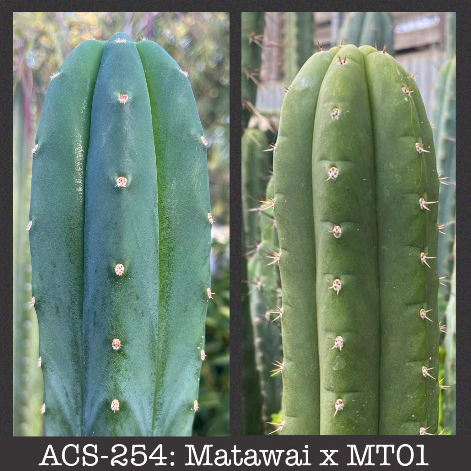 ACS-254: Matawai x MT01