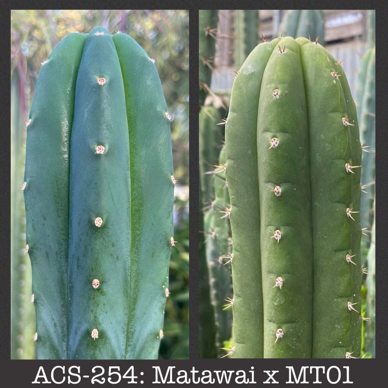 ACS-254: Matawai x MT01