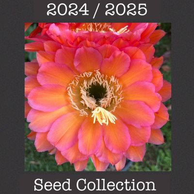 2024/2025 Season Seeds