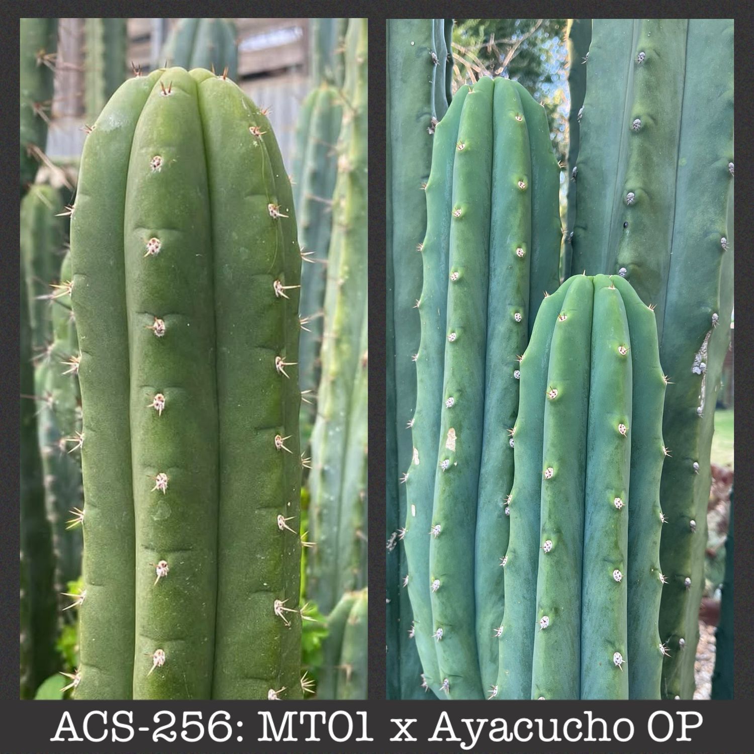 ACS-256: MT01 x Ayacucho OP