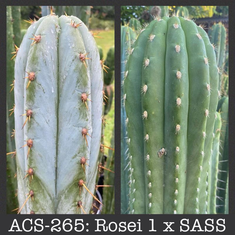 ACS-265: Rosei 1 x SASS ACS-265: Rosei 1 x SASS