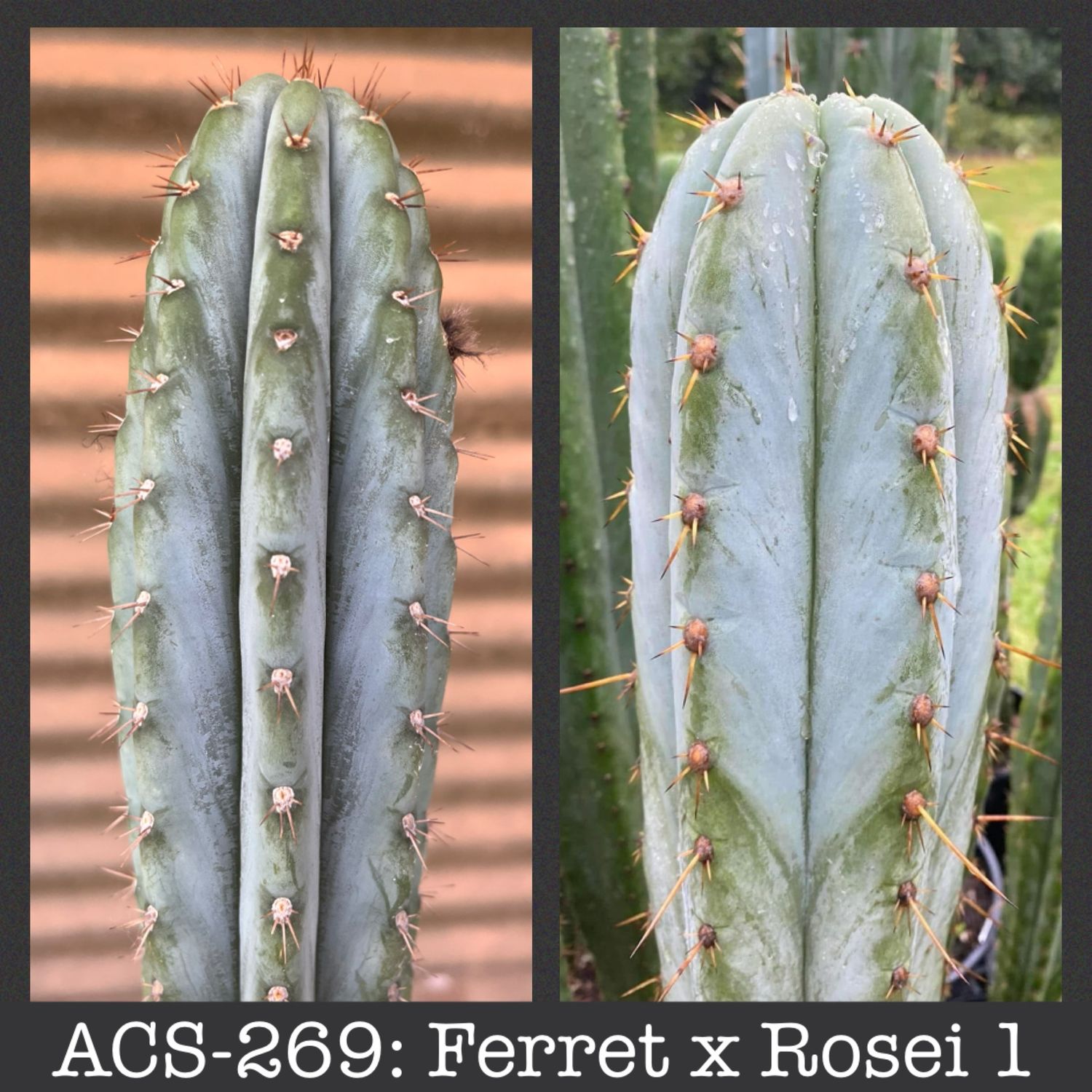ACS-269: Ferret x Rosei 1