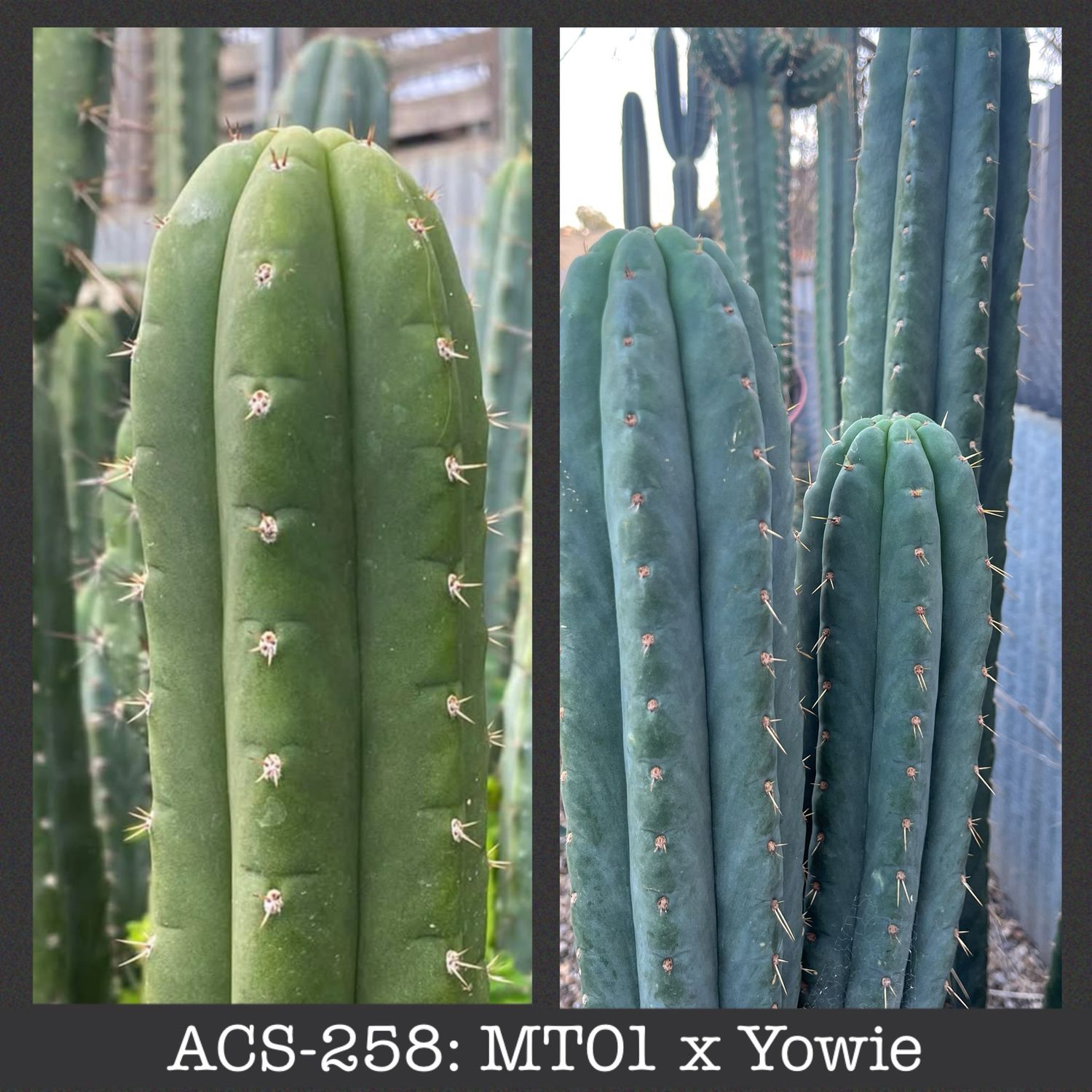 ACS-258: MT01 x Yowie