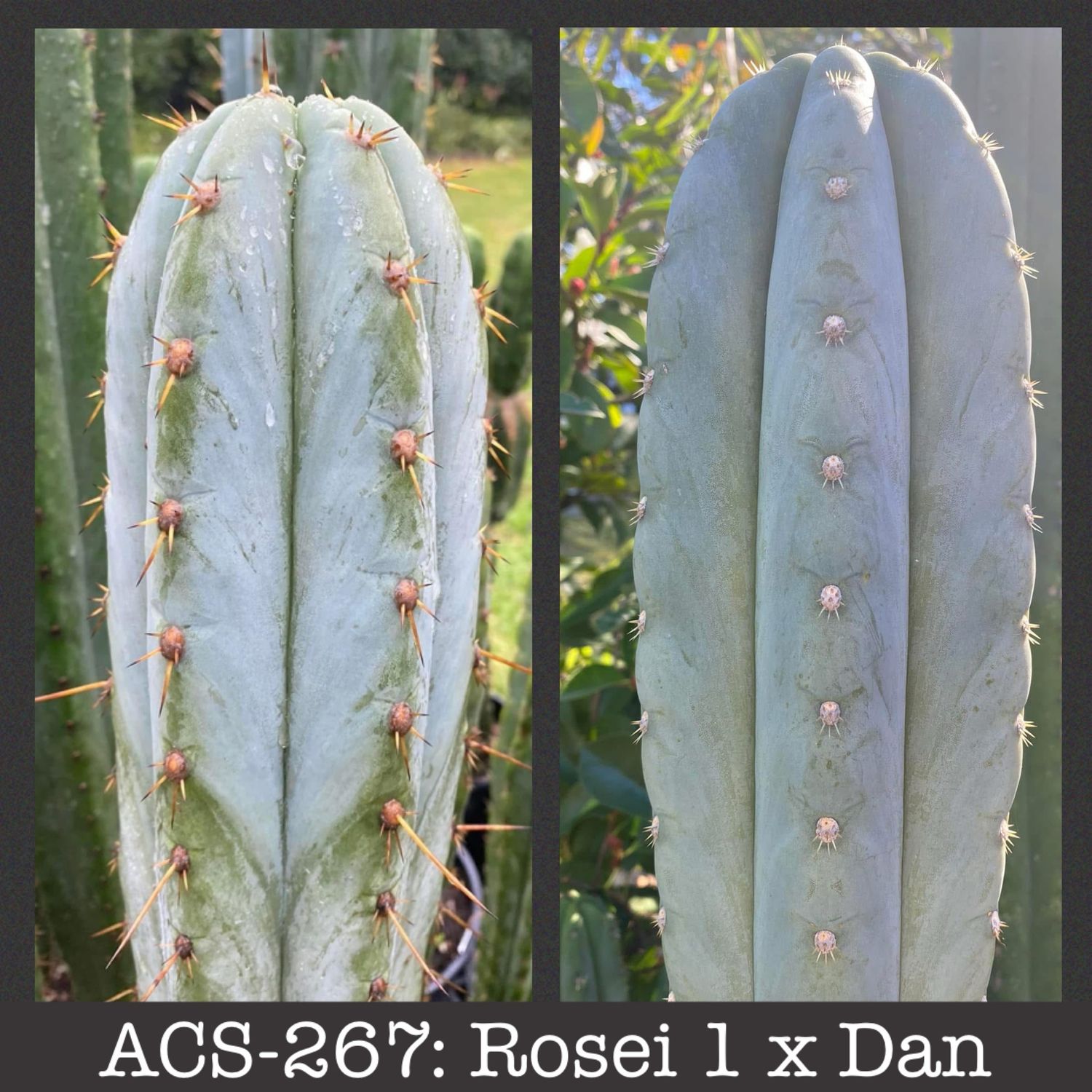 ACS-267: Rosei 1 x Dan