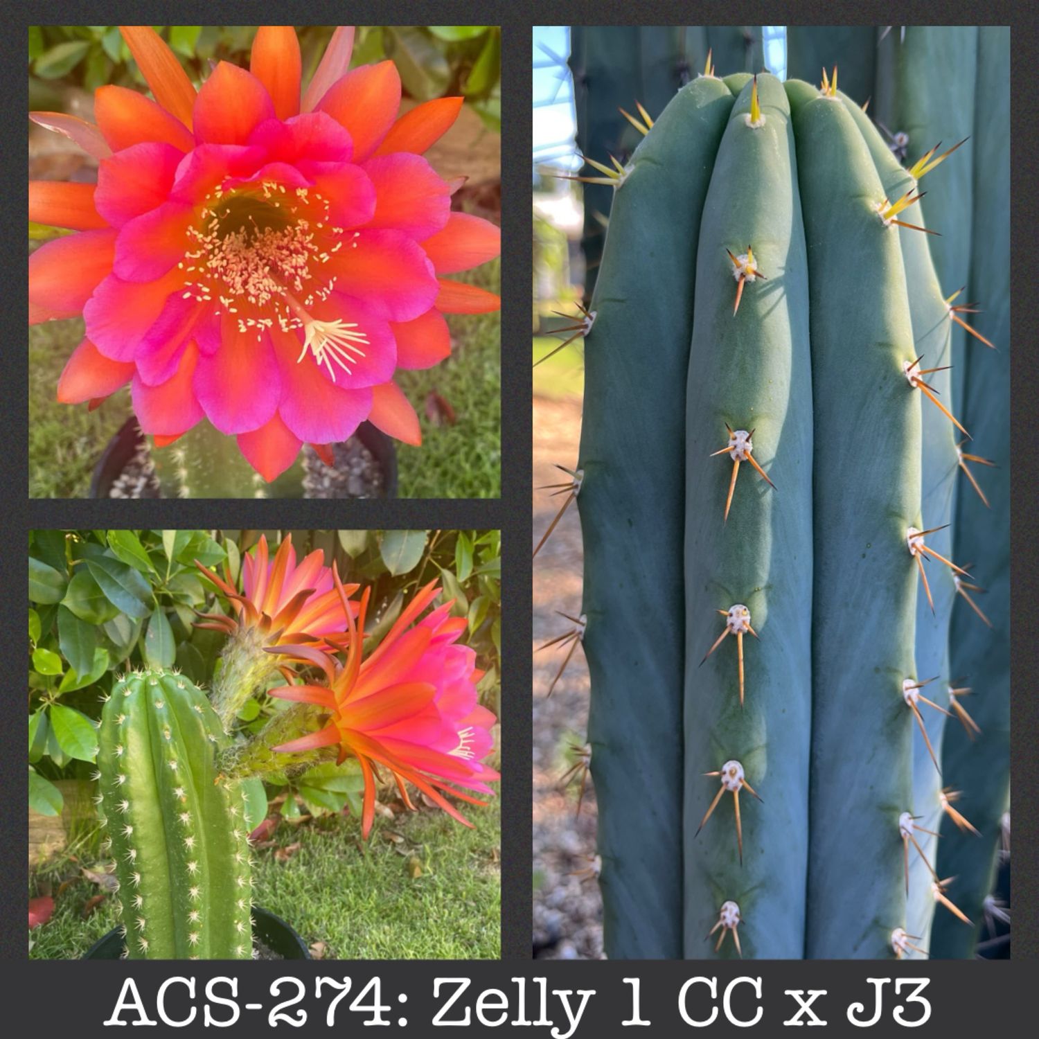 ACS-274: Zelly 1 CC x J3