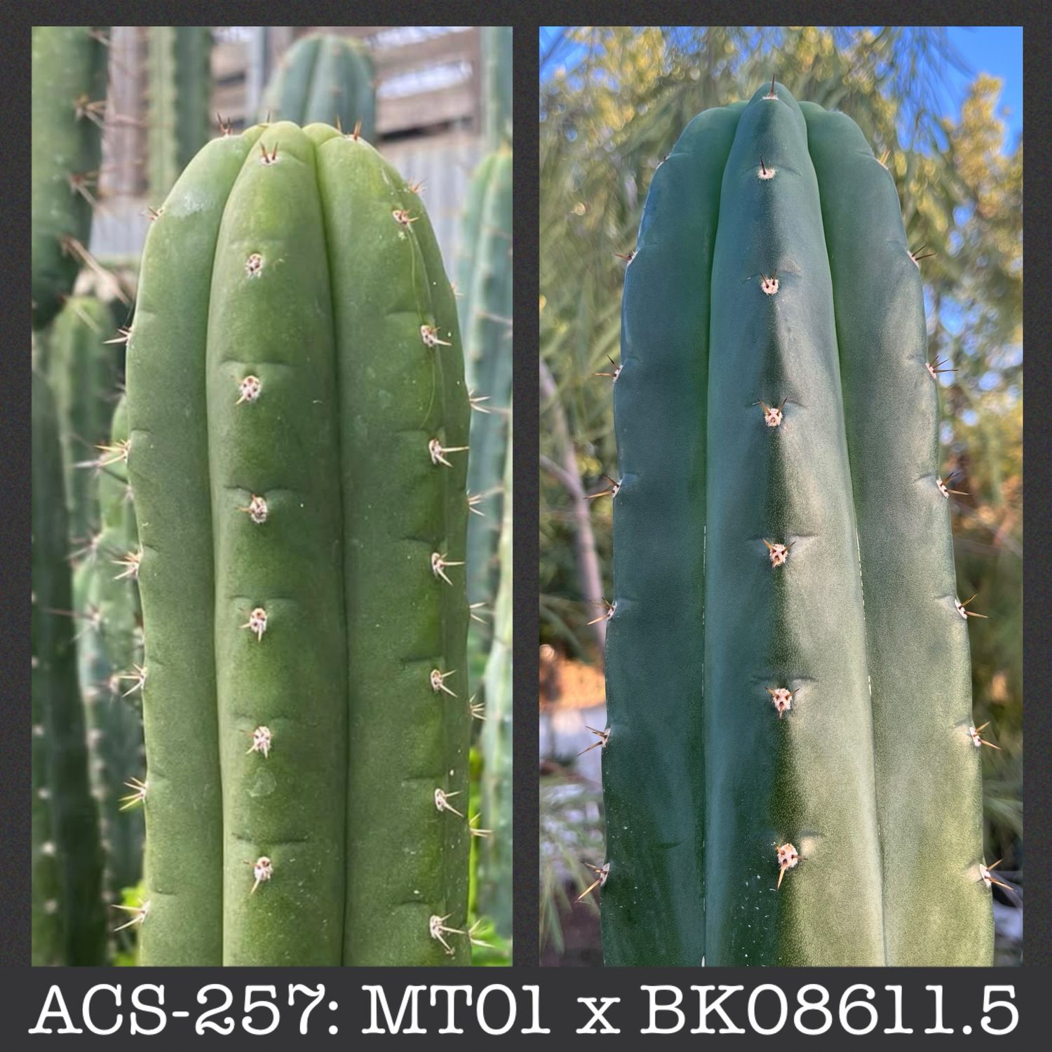 ACS-257: MT01 x BK08611.5