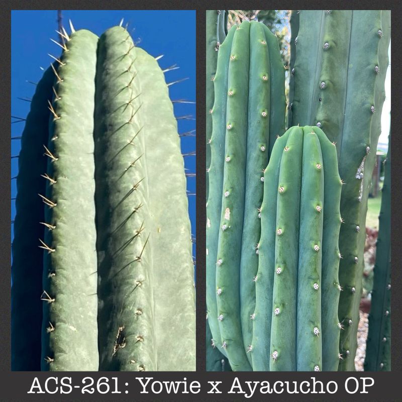 ACS-261: Yowie x Ayacucho OP ACS-261: Yowie x Ayacucho OP