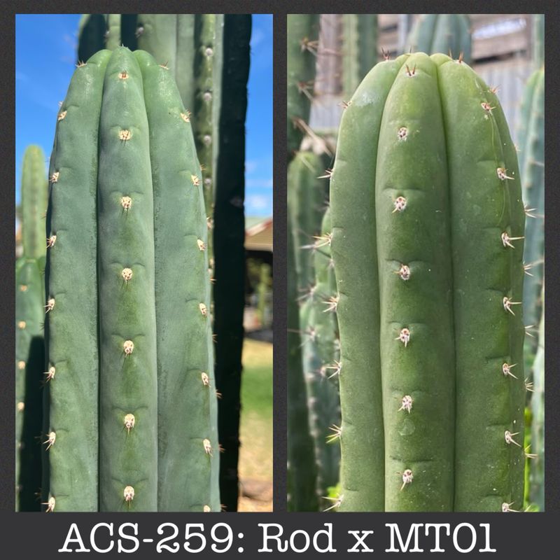 ACS-259: Rod x MT01 ACS-259: Rod x MT01