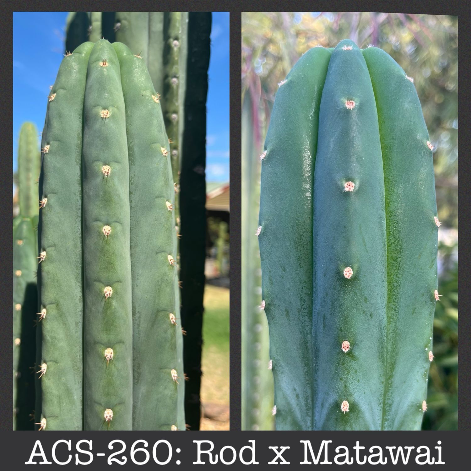 ACS-260: Rod x Matawai