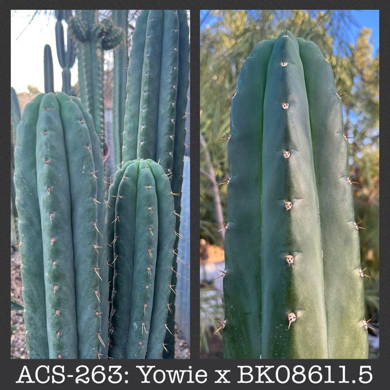 ACS-263: Yowie x BK08611.5 ACS-263: Yowie x BK08611.5
