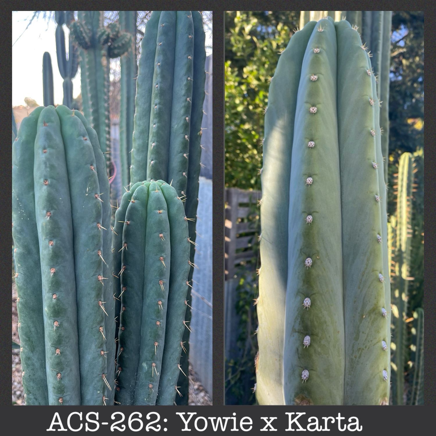 ACS-262: Yowie x Karta