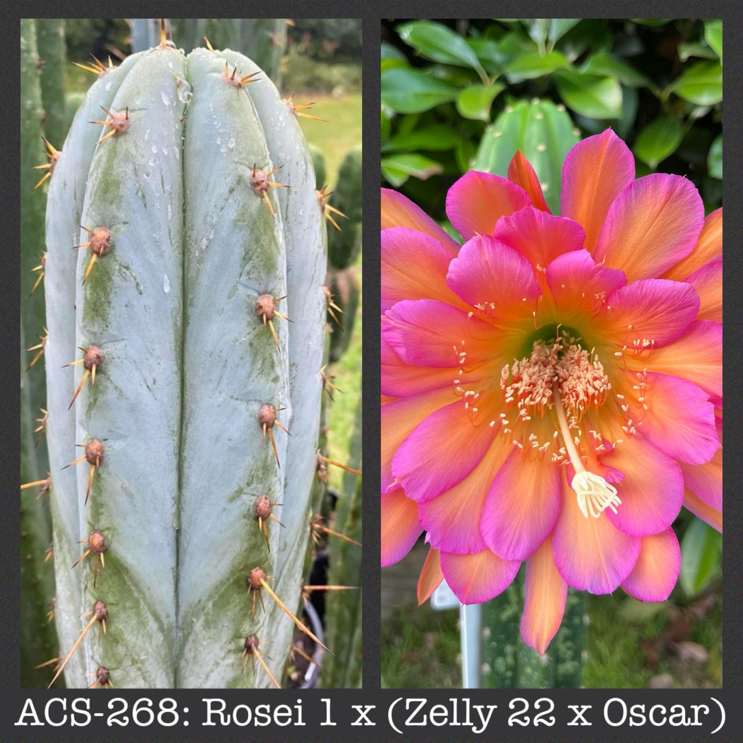 ACS-268: Rosei 1 x (Zelly 22 x Oscar)