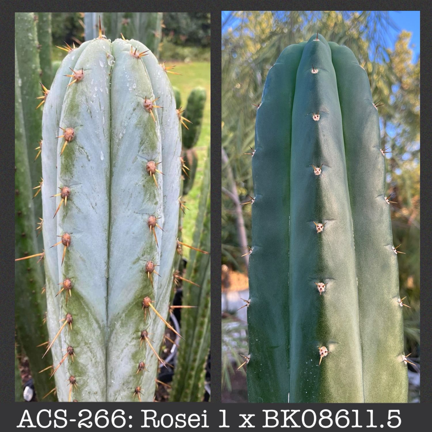 ACS-266: Rosei 1 x BK08611.5