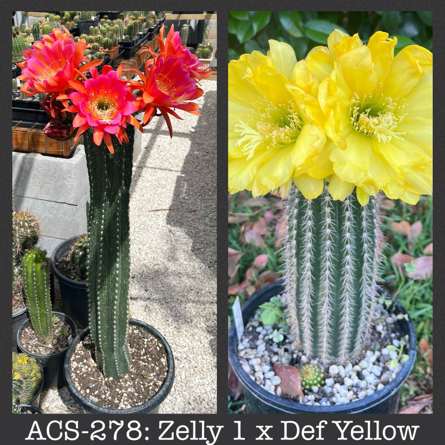 ACS-278: Zelly 1 x Def Yellow