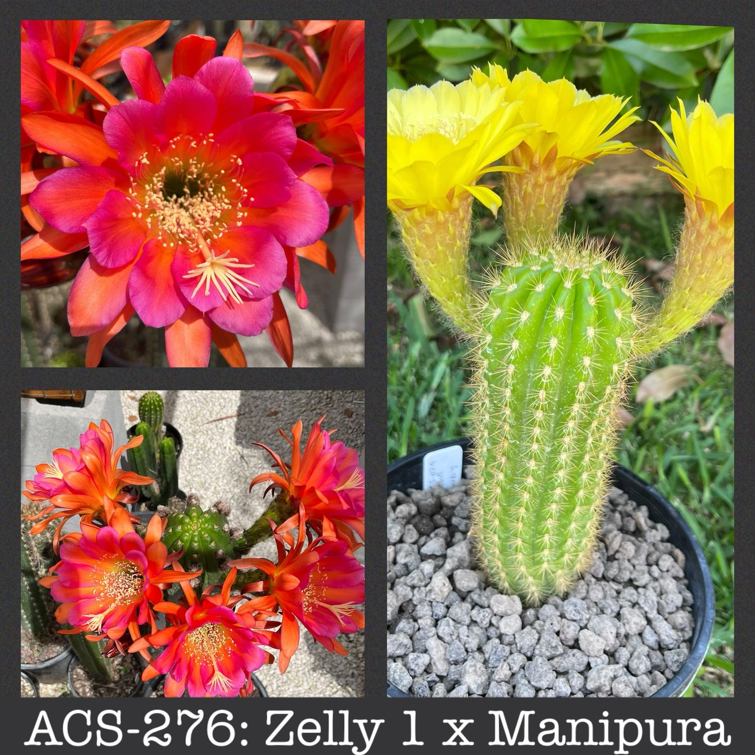 ACS-276: Zelly 1 x Manipura