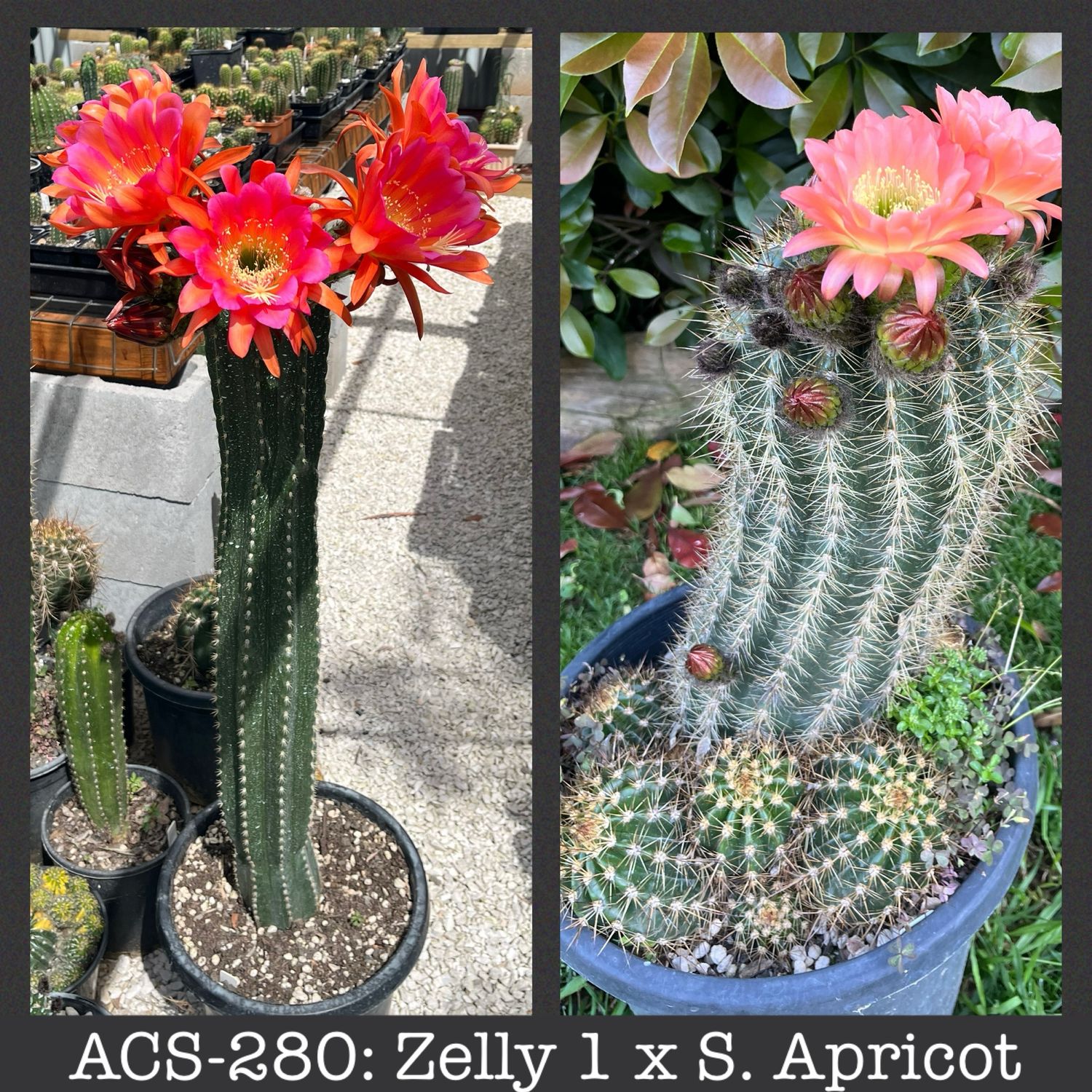ACS-280: Zelly 1 x S. Apricot