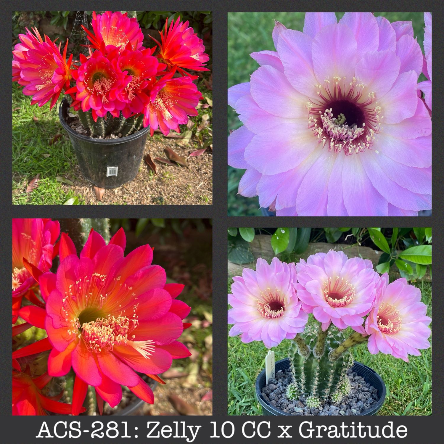 ACS-281: Zelly 10 CC x Gratitude