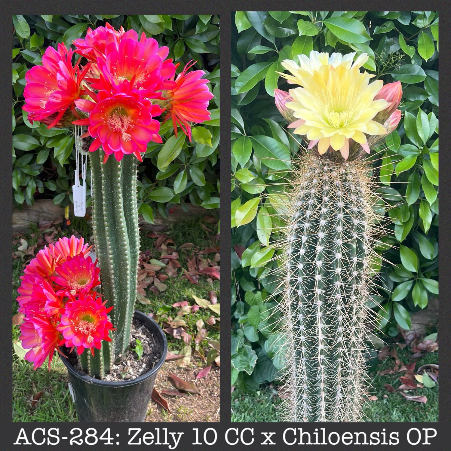 ACS-284: Zelly 10 CC x Chiloensis OP