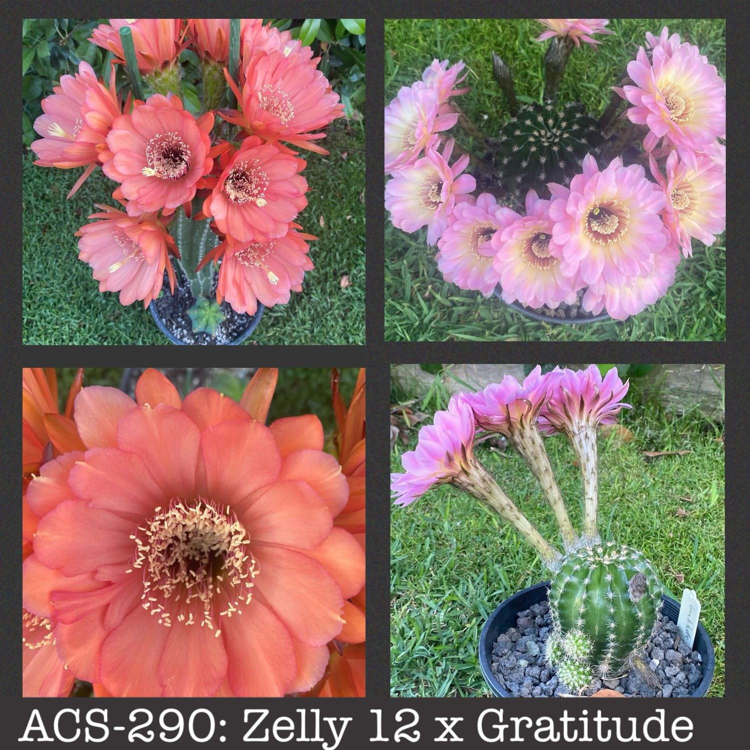 ACS-290: Zelly 12 x Gratitude