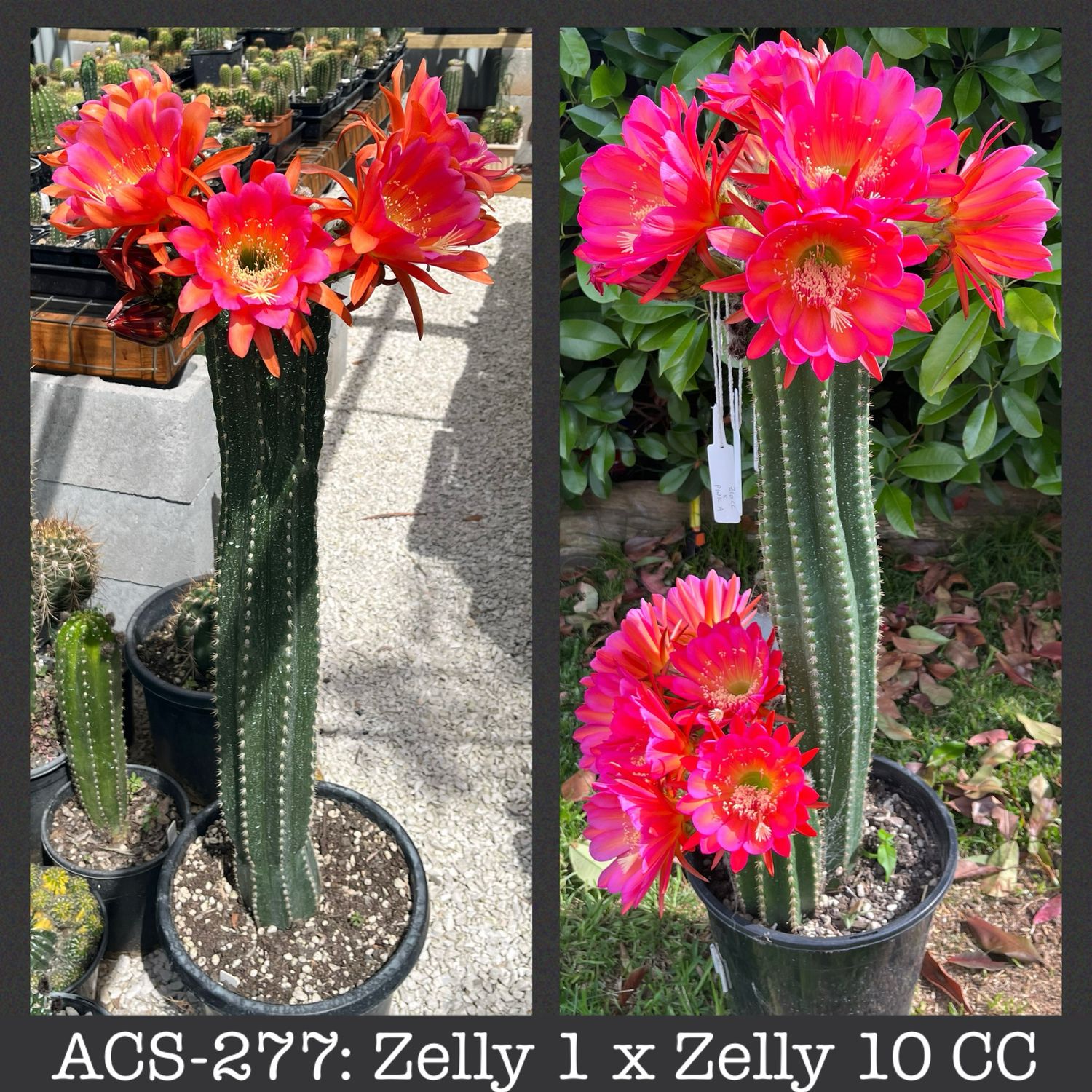 ACS-277: Zelly 1 x Zelly 10 CC