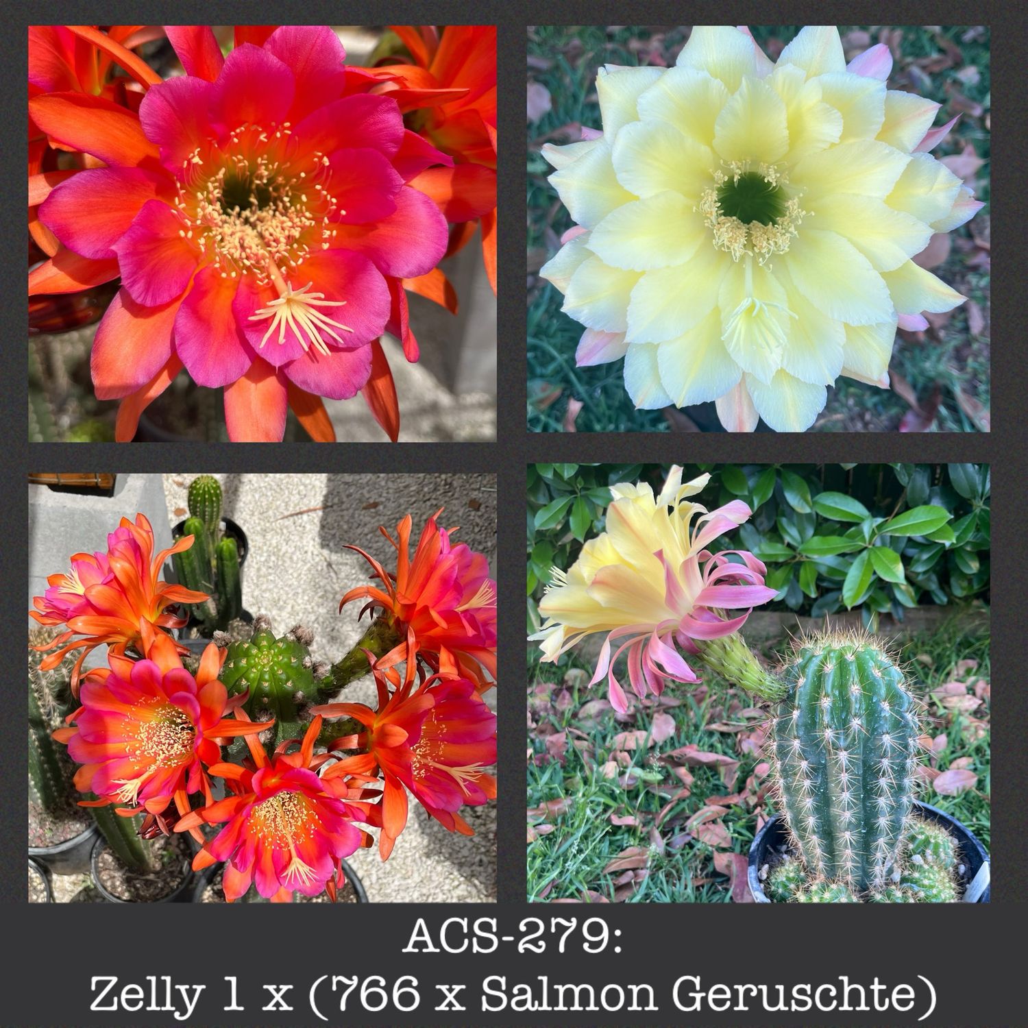 ACS-279: Zelly 1 x (766 x Salmon Geruschte)