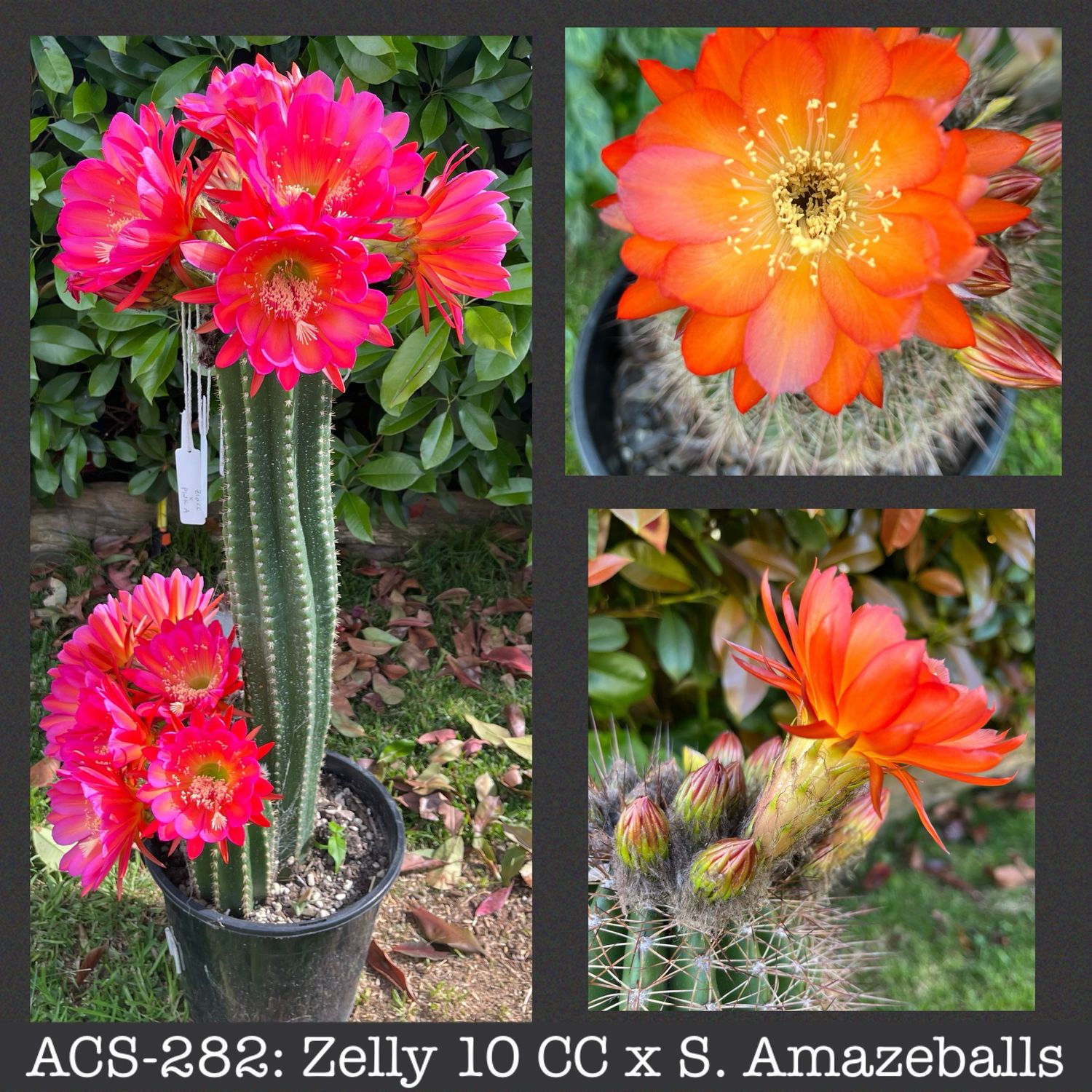 ACS-282: Zelly 10 CC x S. Amazeballs