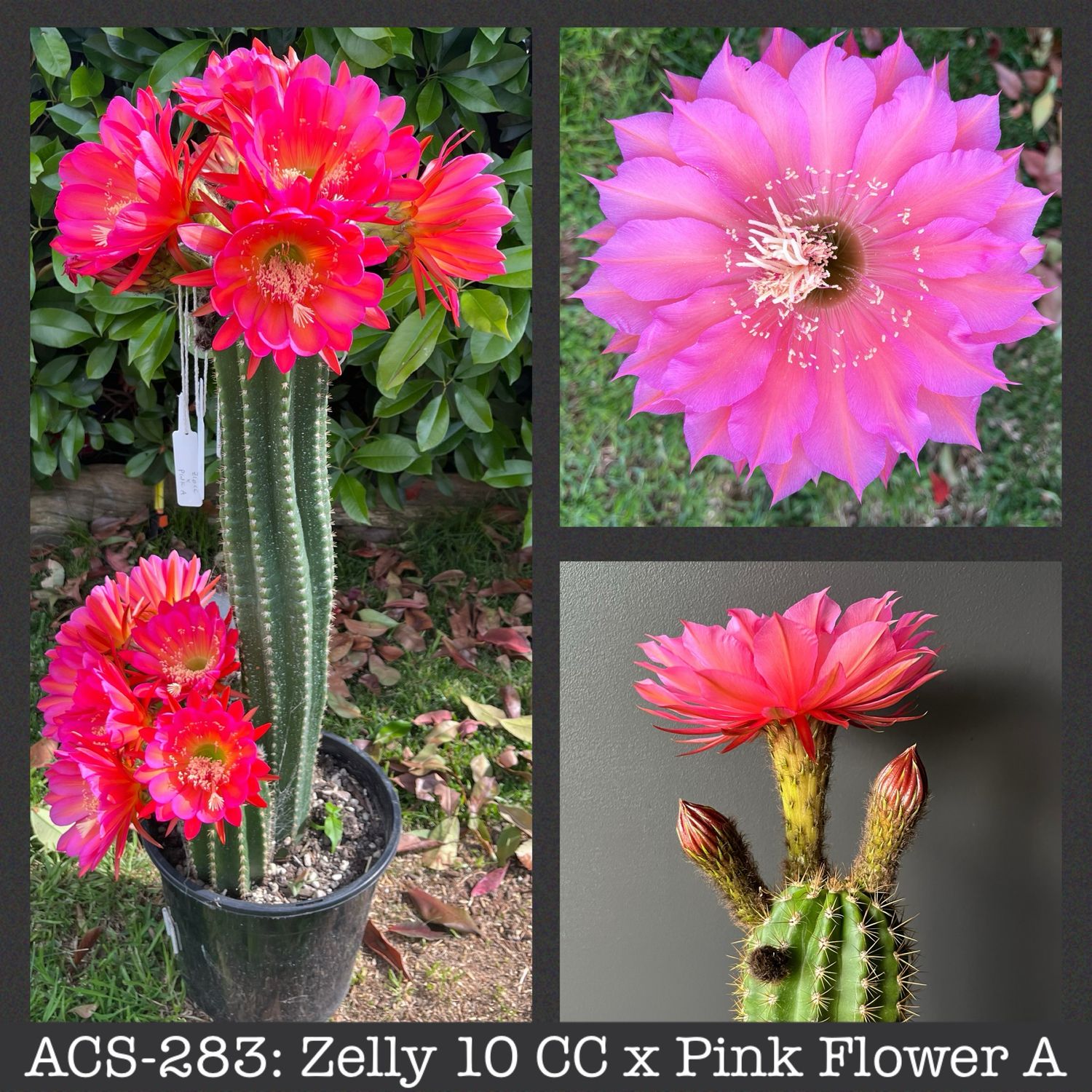 ACS-283: Zelly 10 CC x Pink Flower A