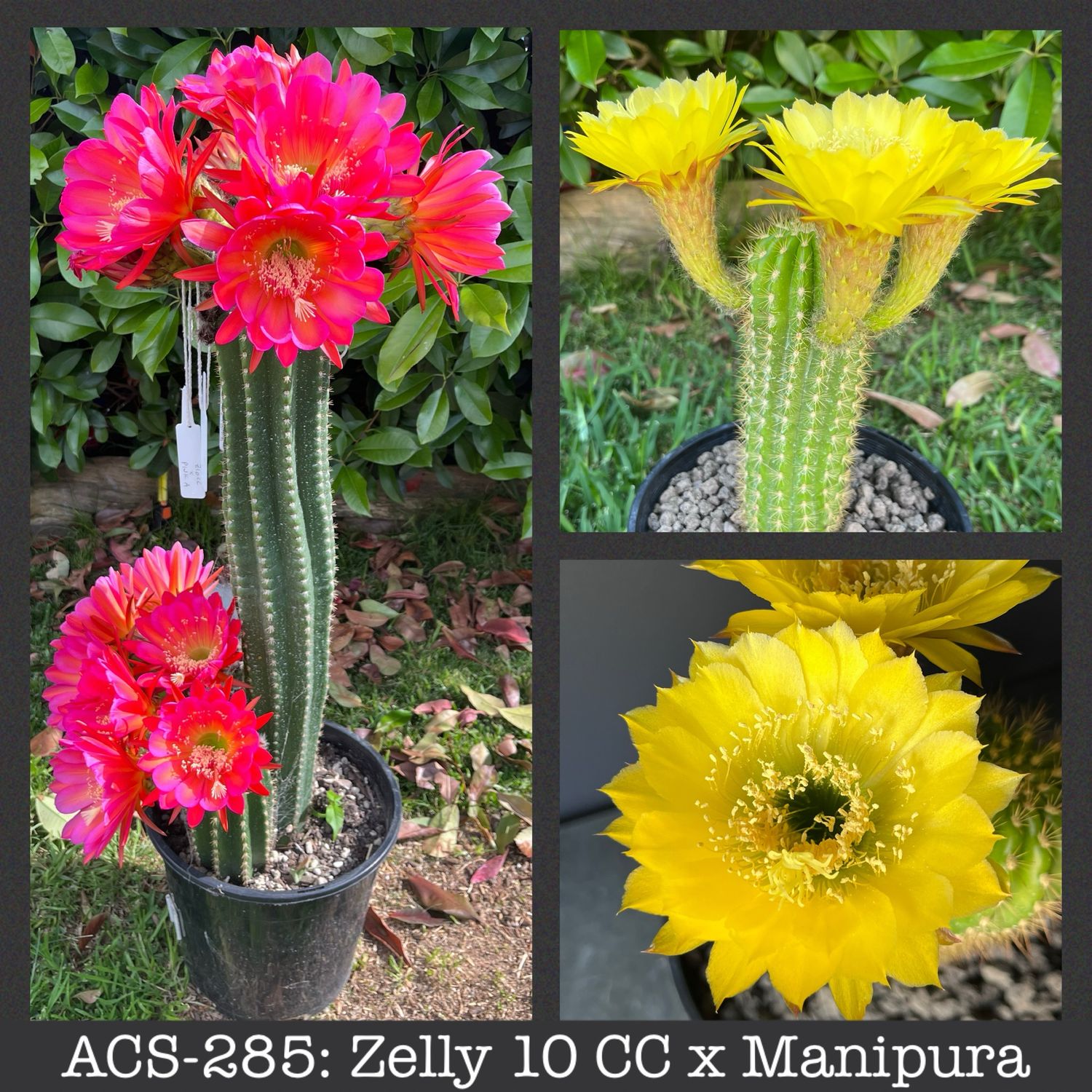 ACS-285: Zelly 10 CC x Manipura