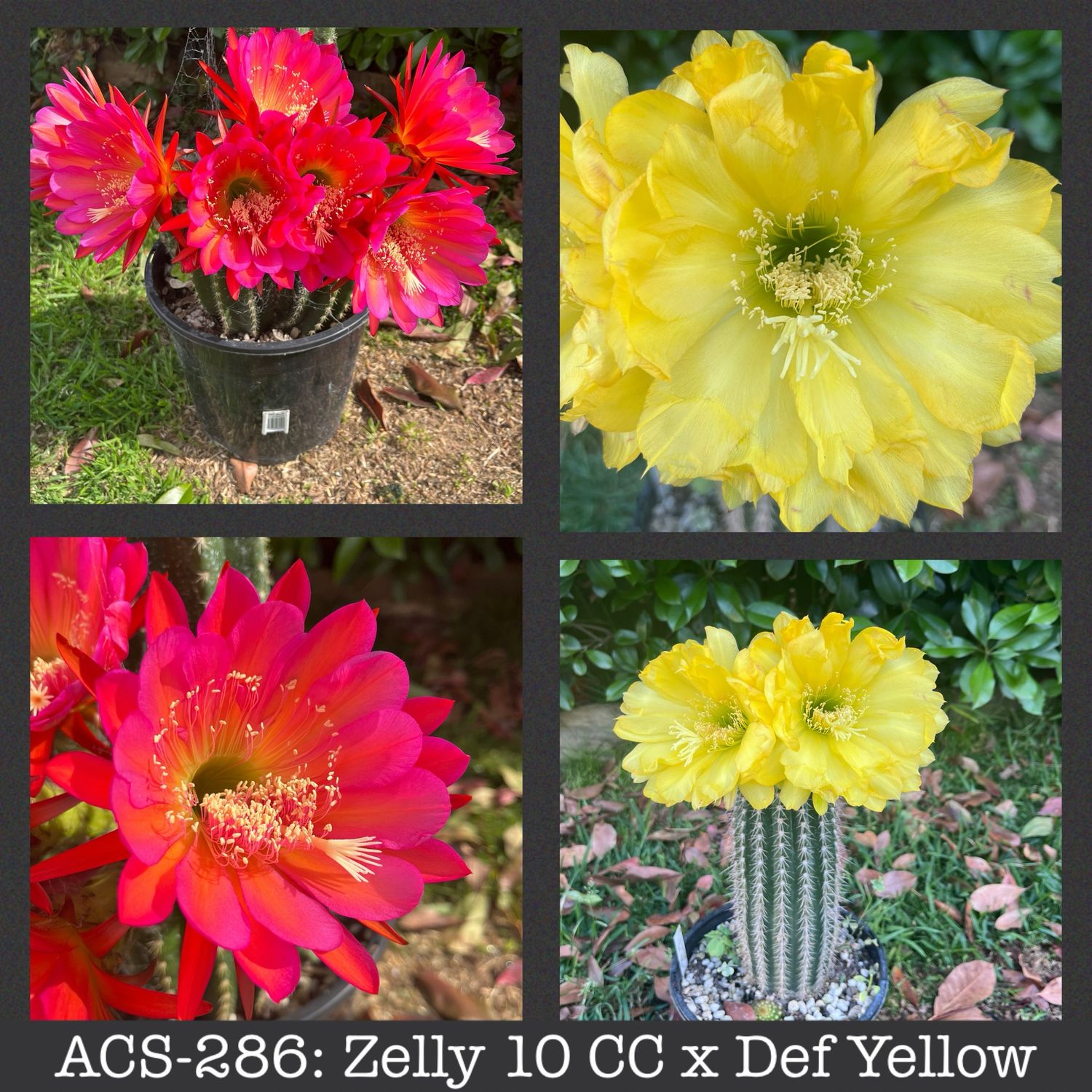 ACS-286: Zelly 10 CC x Def Yellow