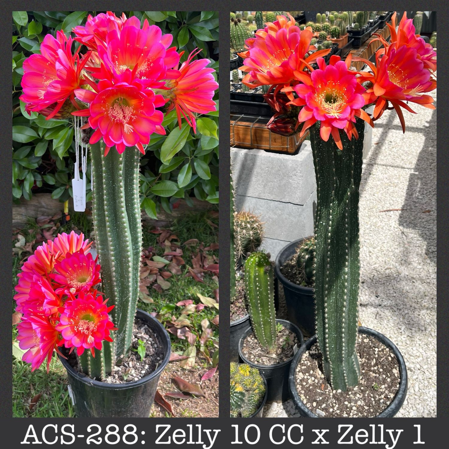 ACS-288: Zelly 10 CC x Zelly 1