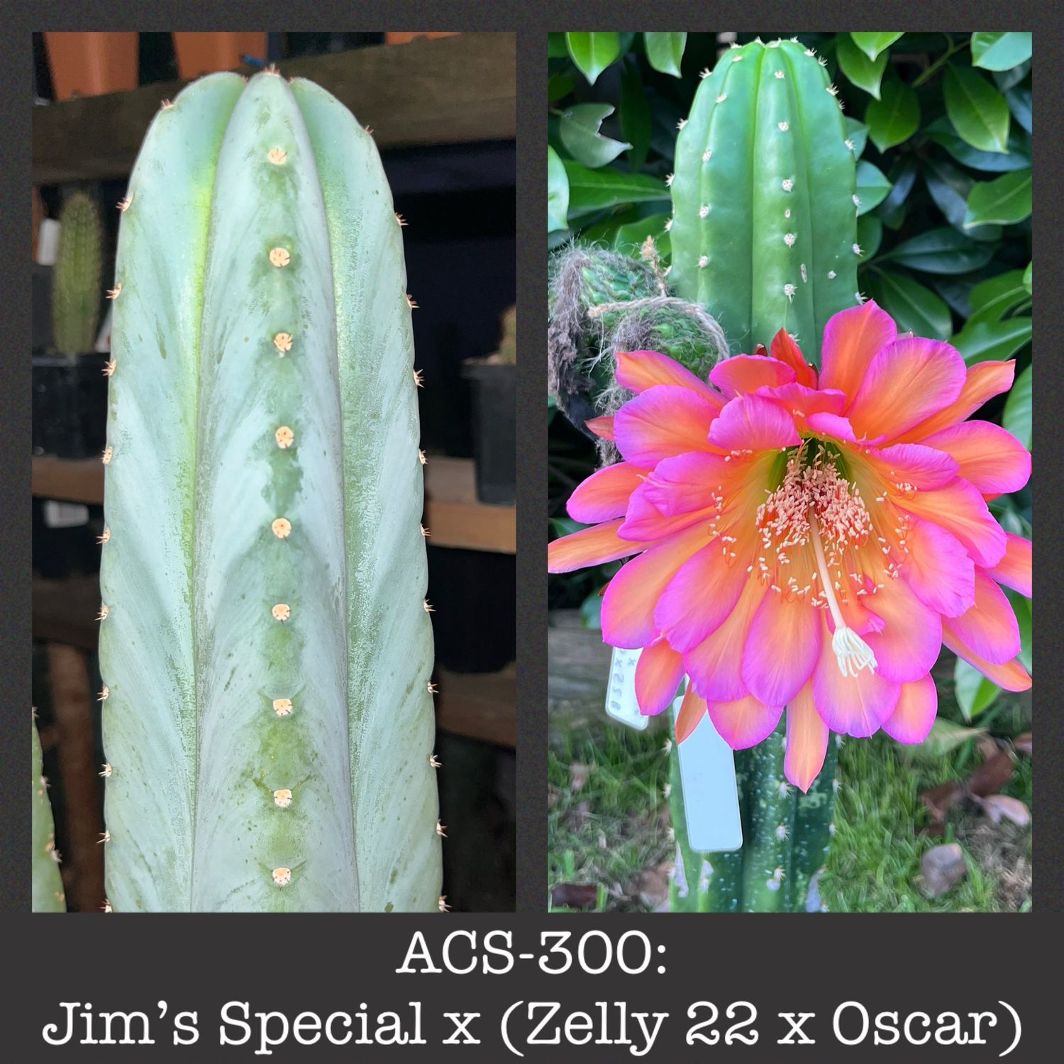 ACS-300: Jim’s Special x (Zelly 22 x Oscar)
