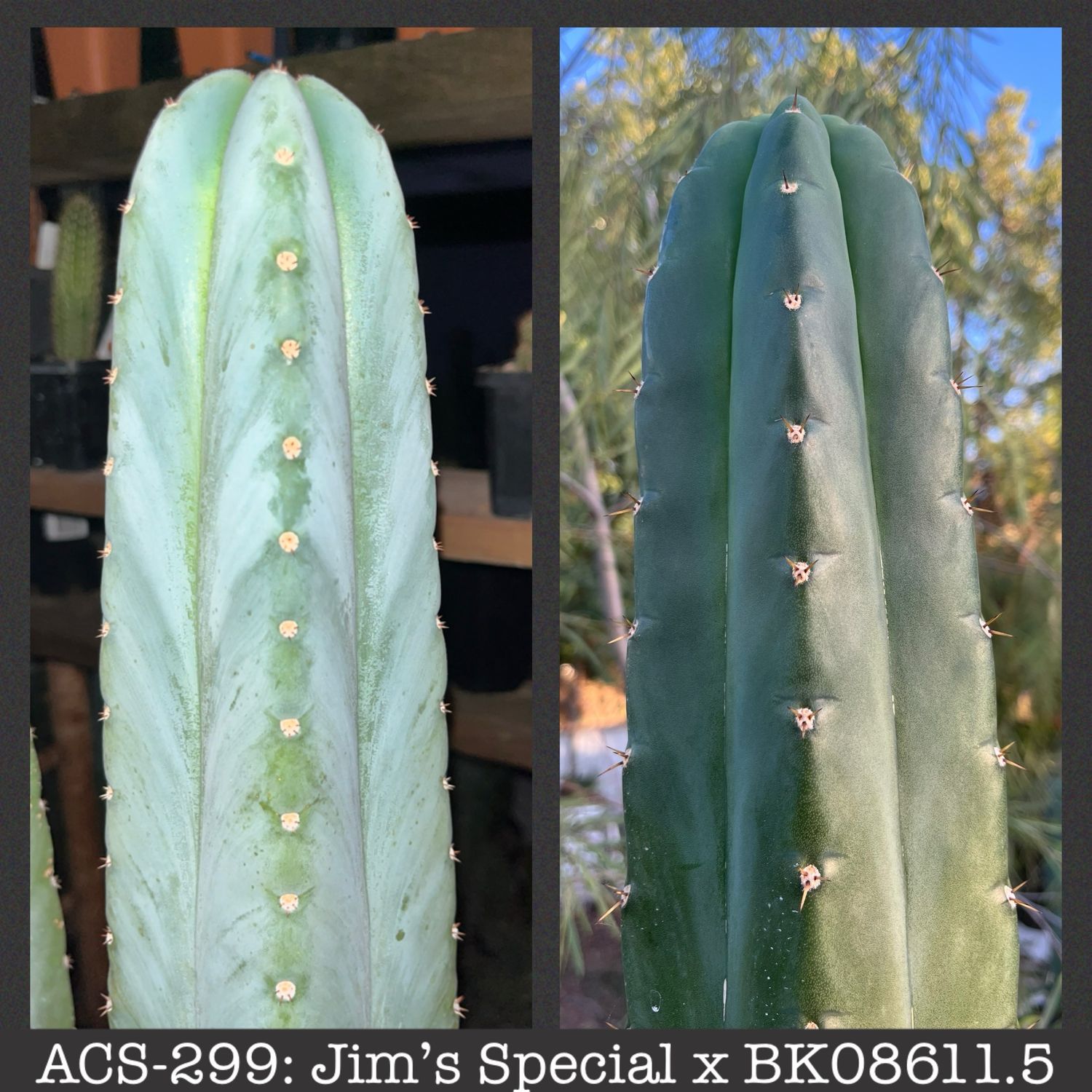ACS-299: Jim’s Special x BK08611.5