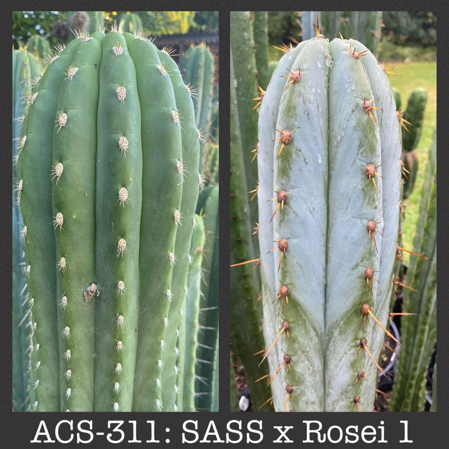 ACS-311: SASS x Rosei 1
