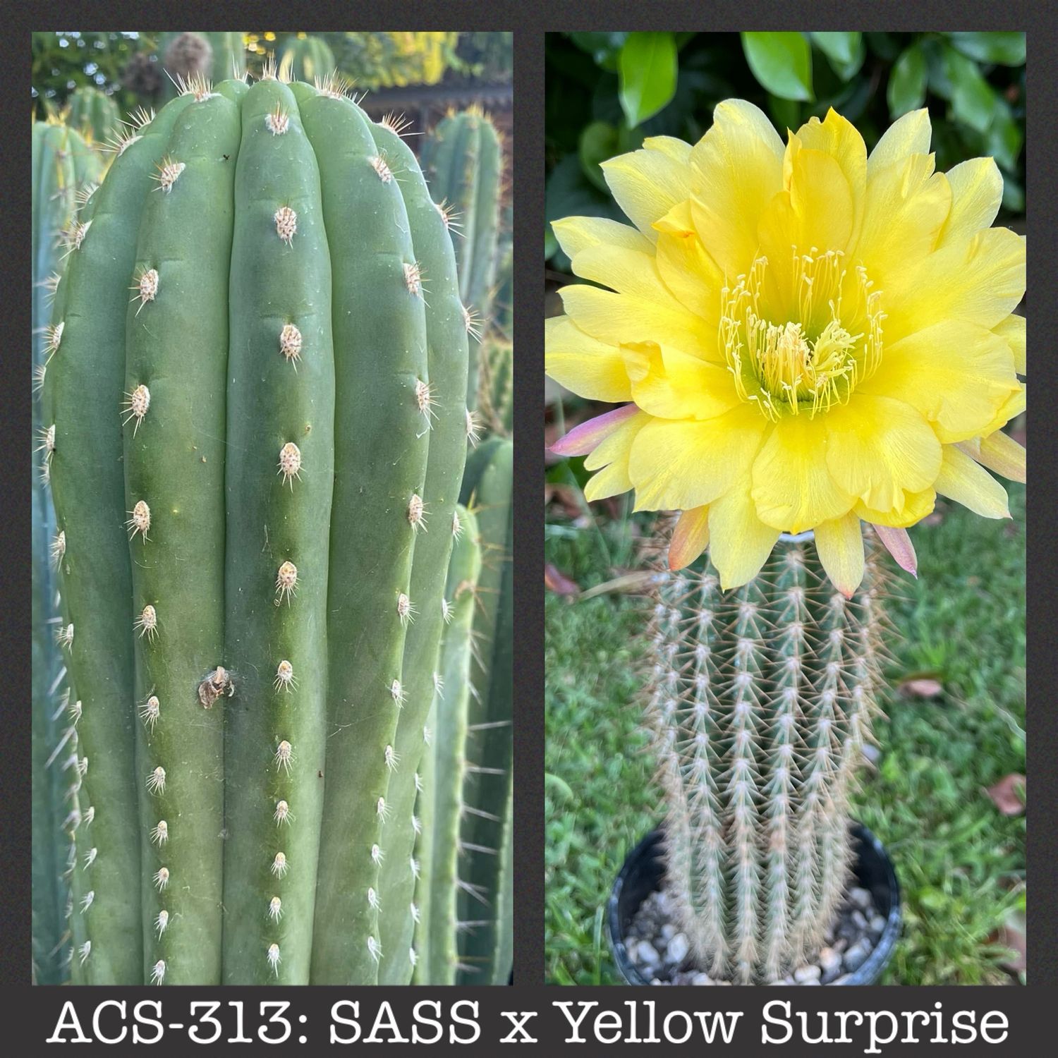 ACS-313: SASS x Yellow Surprise