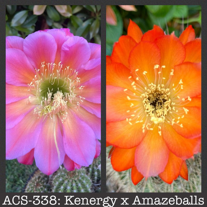 ACS-338: Kenergy x Amazeballs