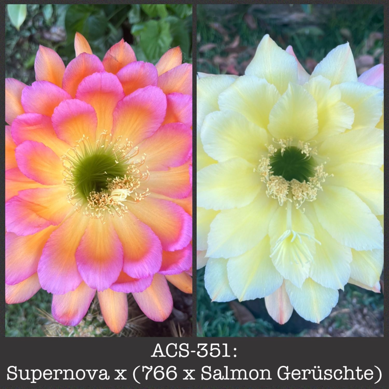 ACS-351: Supernova x (766 x Salmon Gerüschte)