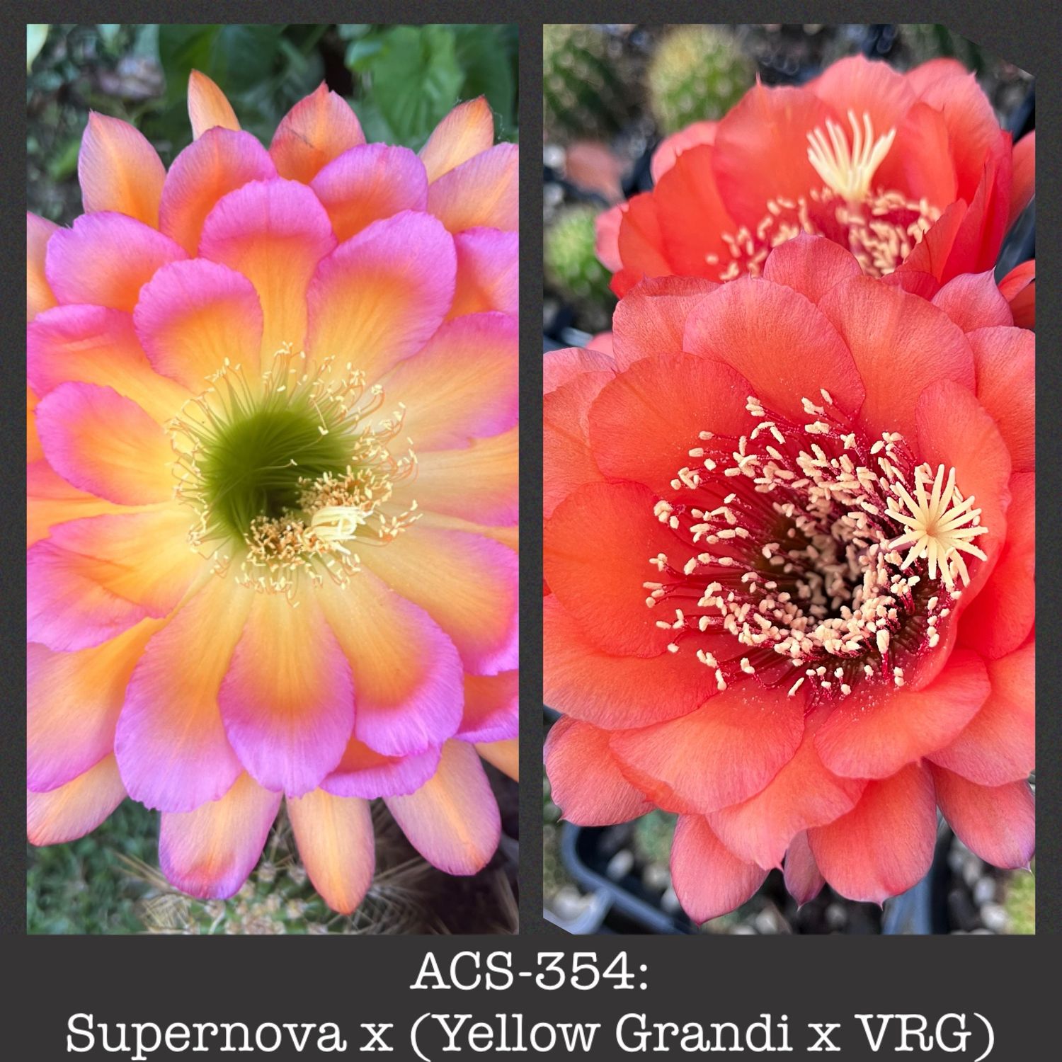ACS-354: Supernova x (Yellow Grandi x VRG)