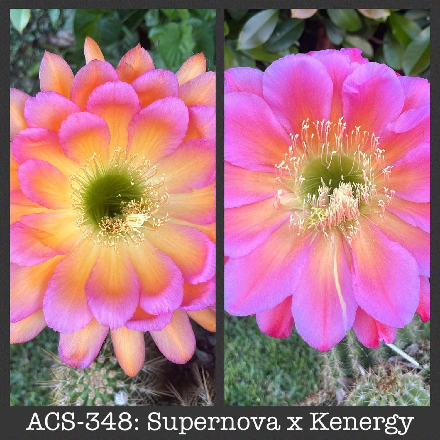 ACS-348: Supernova x Kenergy