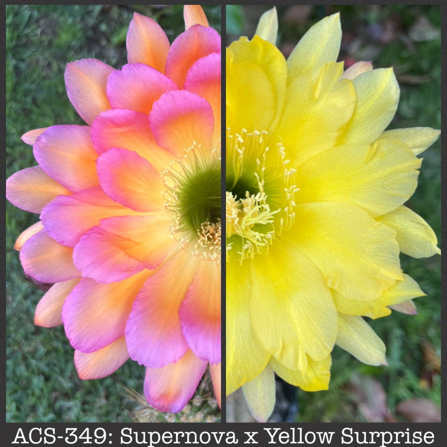 ACS-349: Supernova x Yellow Surprise