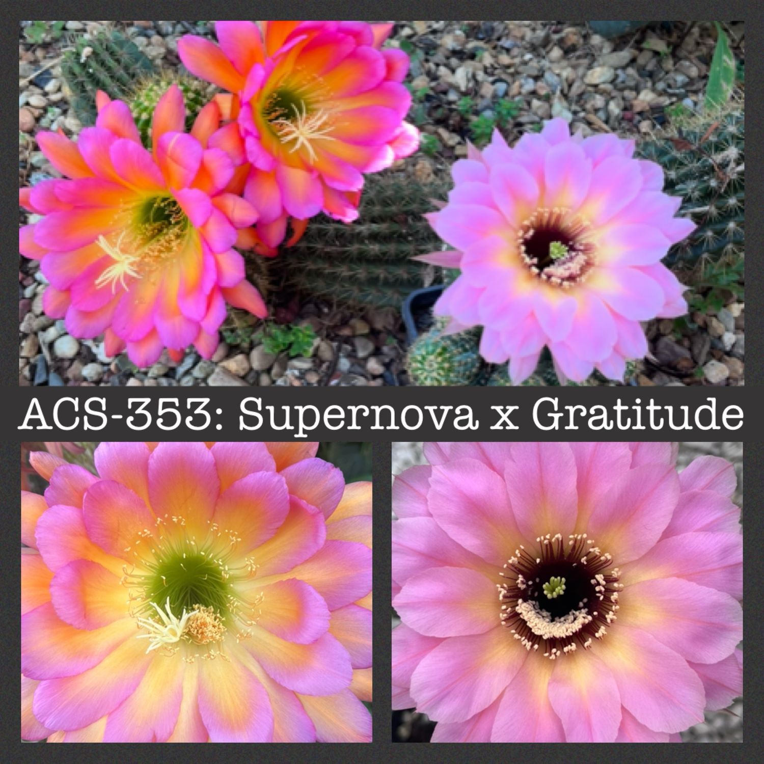 ACS-353: Supernova x Gratitude