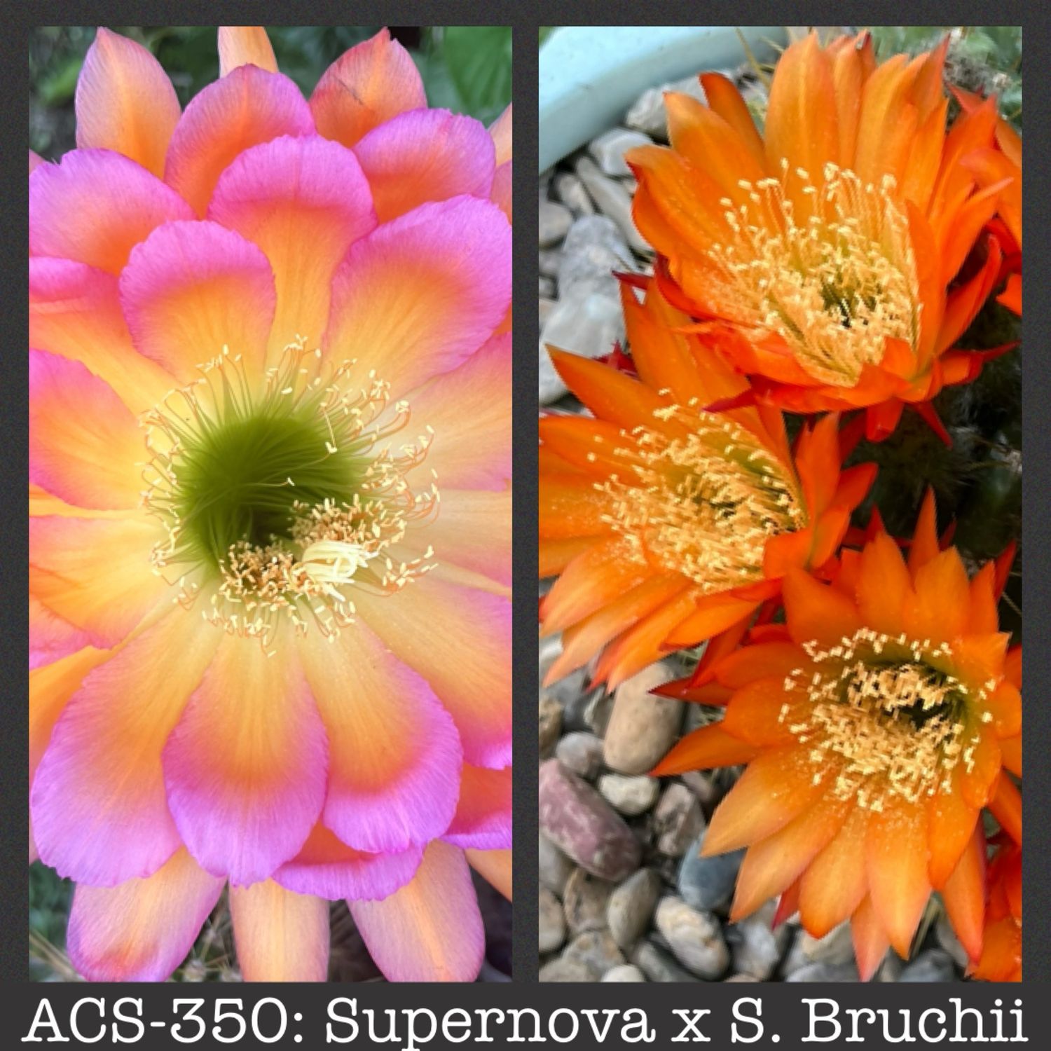 ACS-350: Supernova x Soehrensia Bruchii