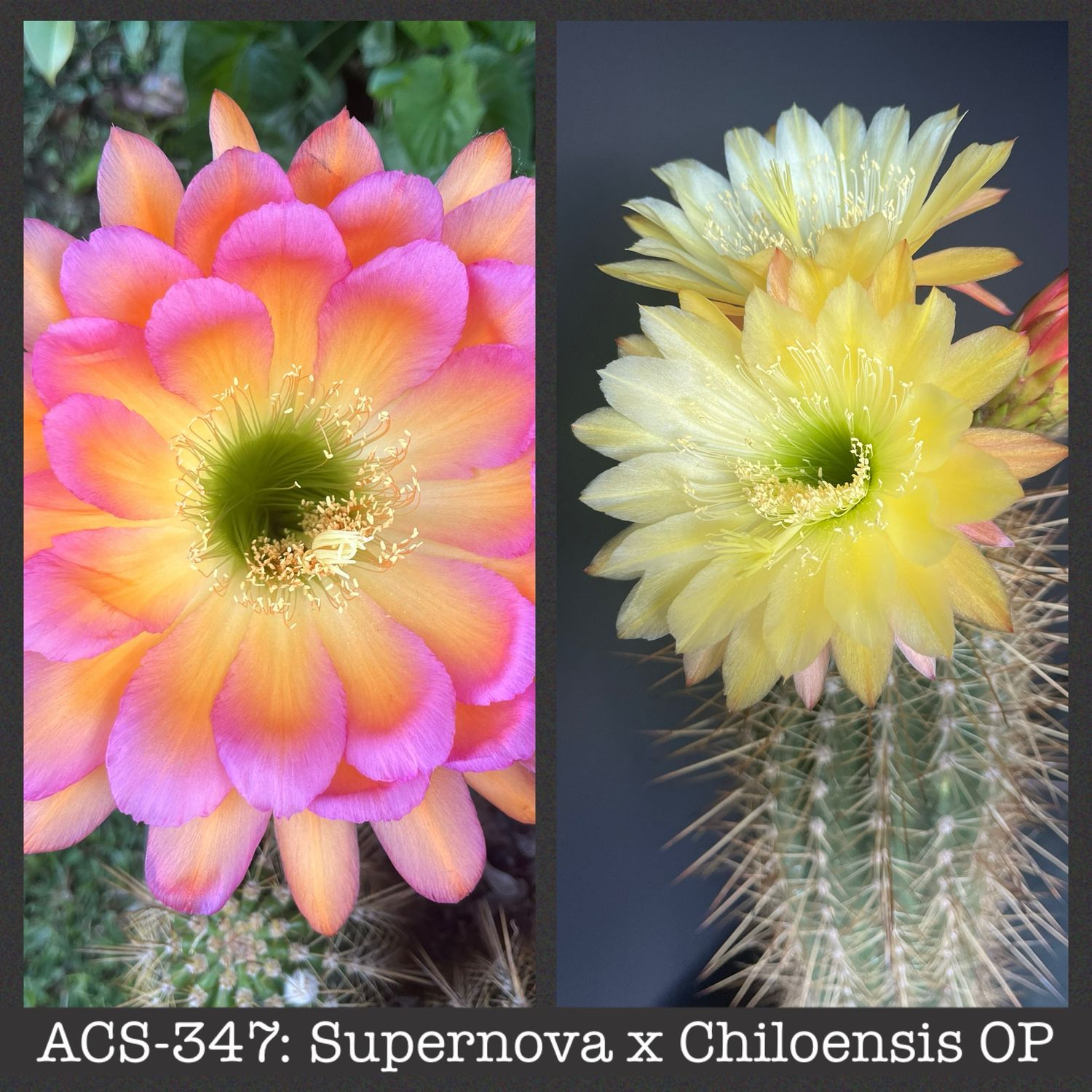 ACS-347: Supernova x Chiloensis OP