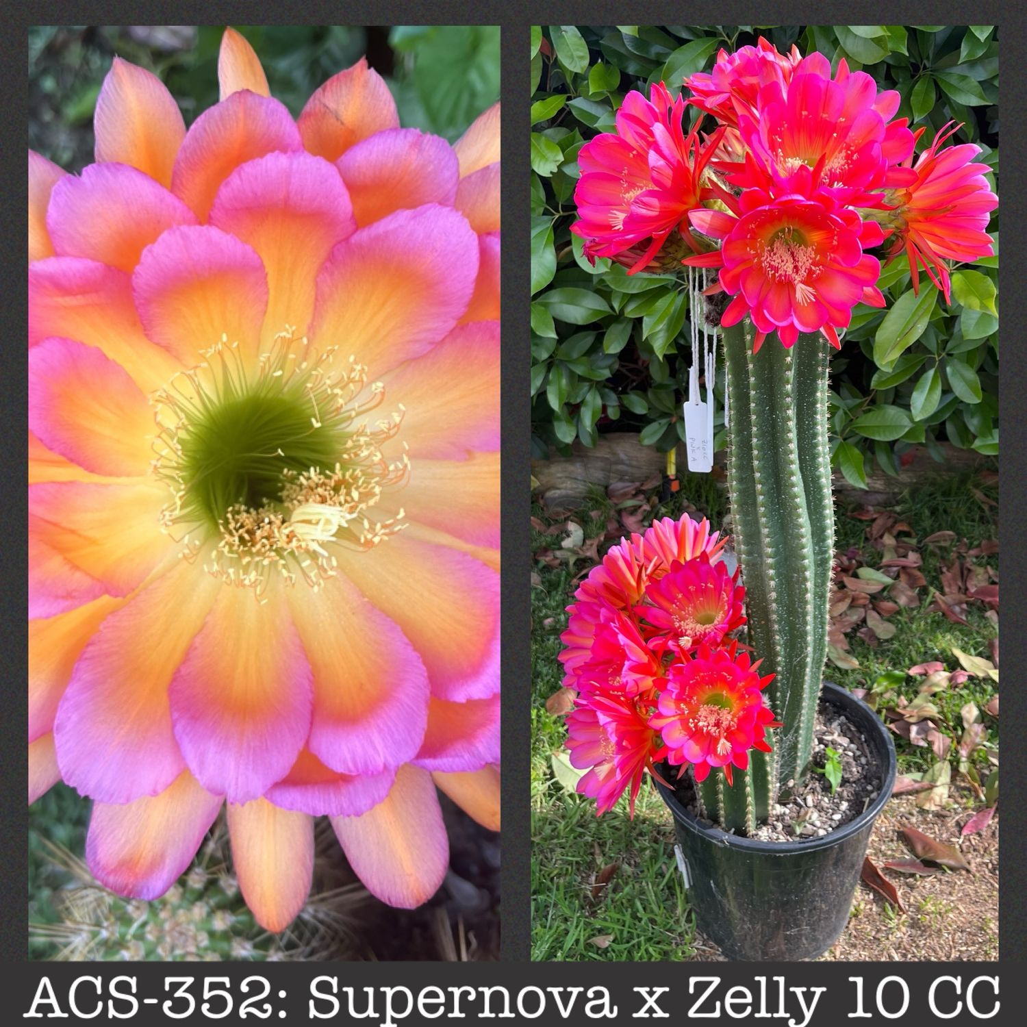 ACS-352: Supernova x Zelly 10 CC