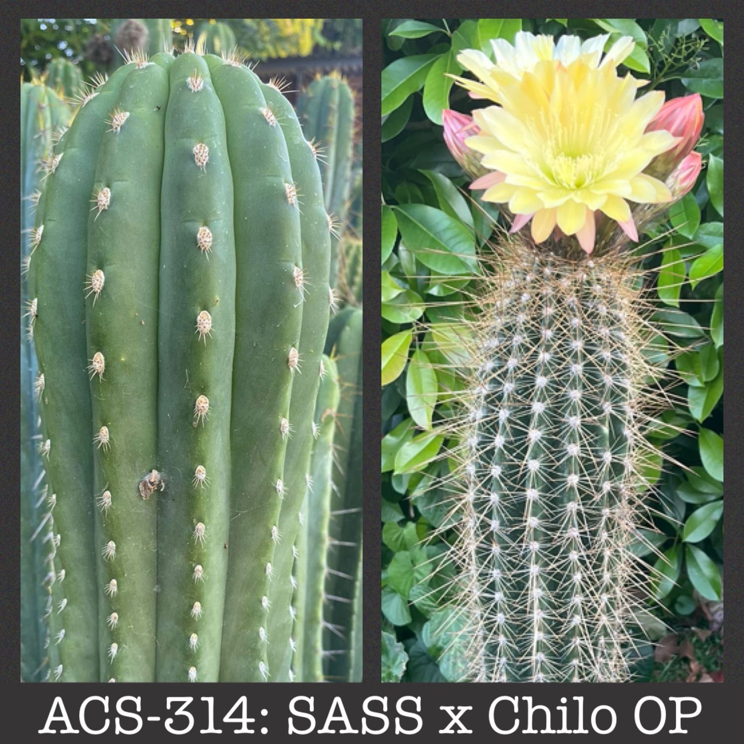 ACS-314: SASS x Chiloensis OP