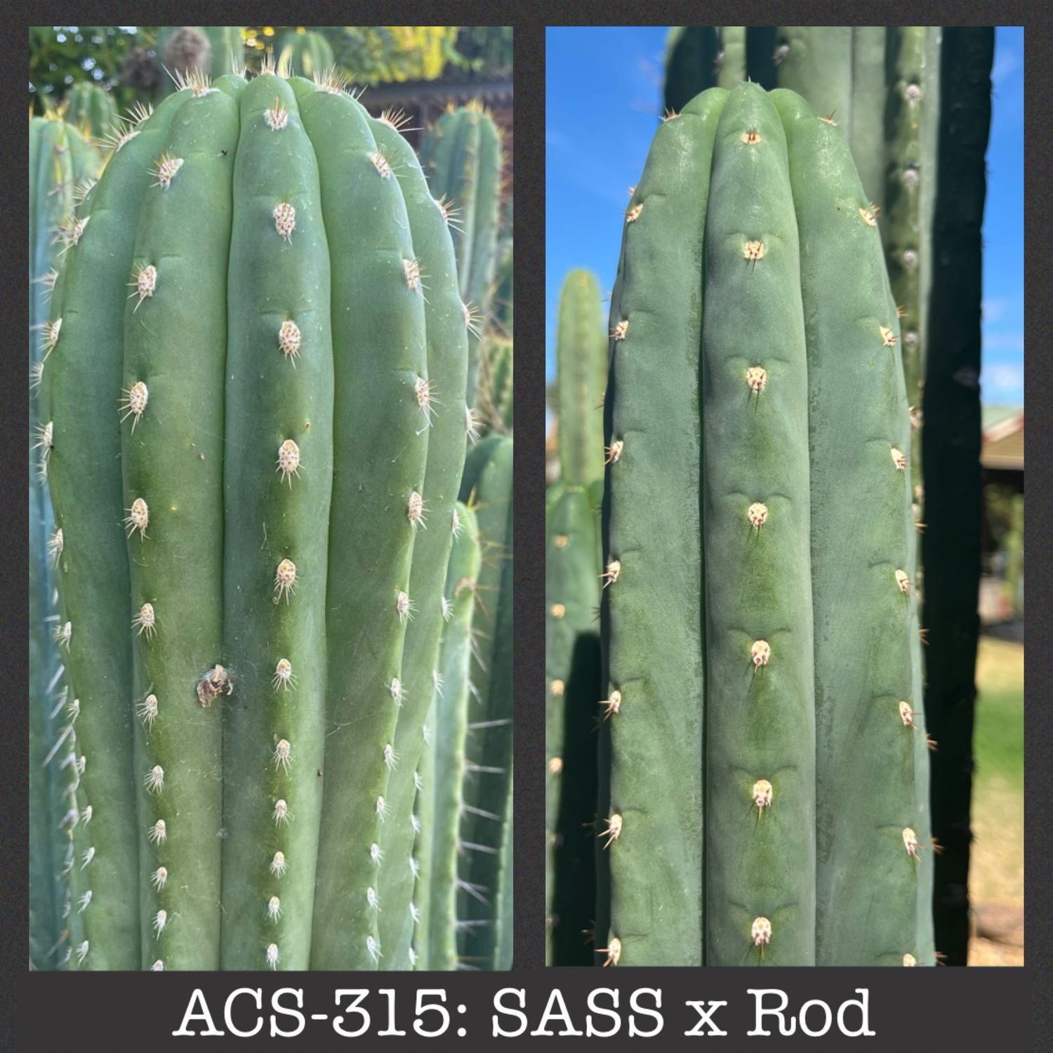 ACS-315: SASS x Rod