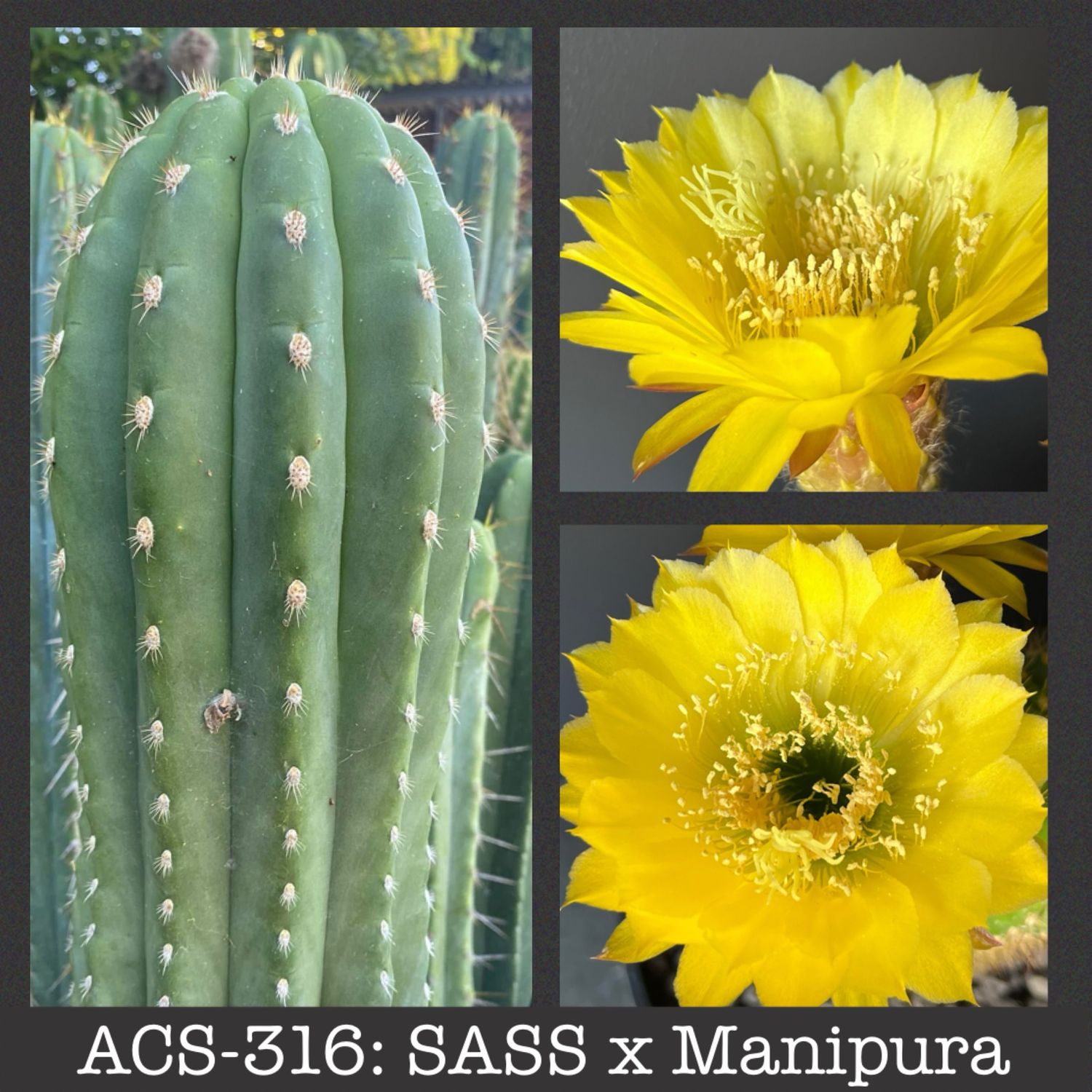 ACS-316: SASS x Manipura