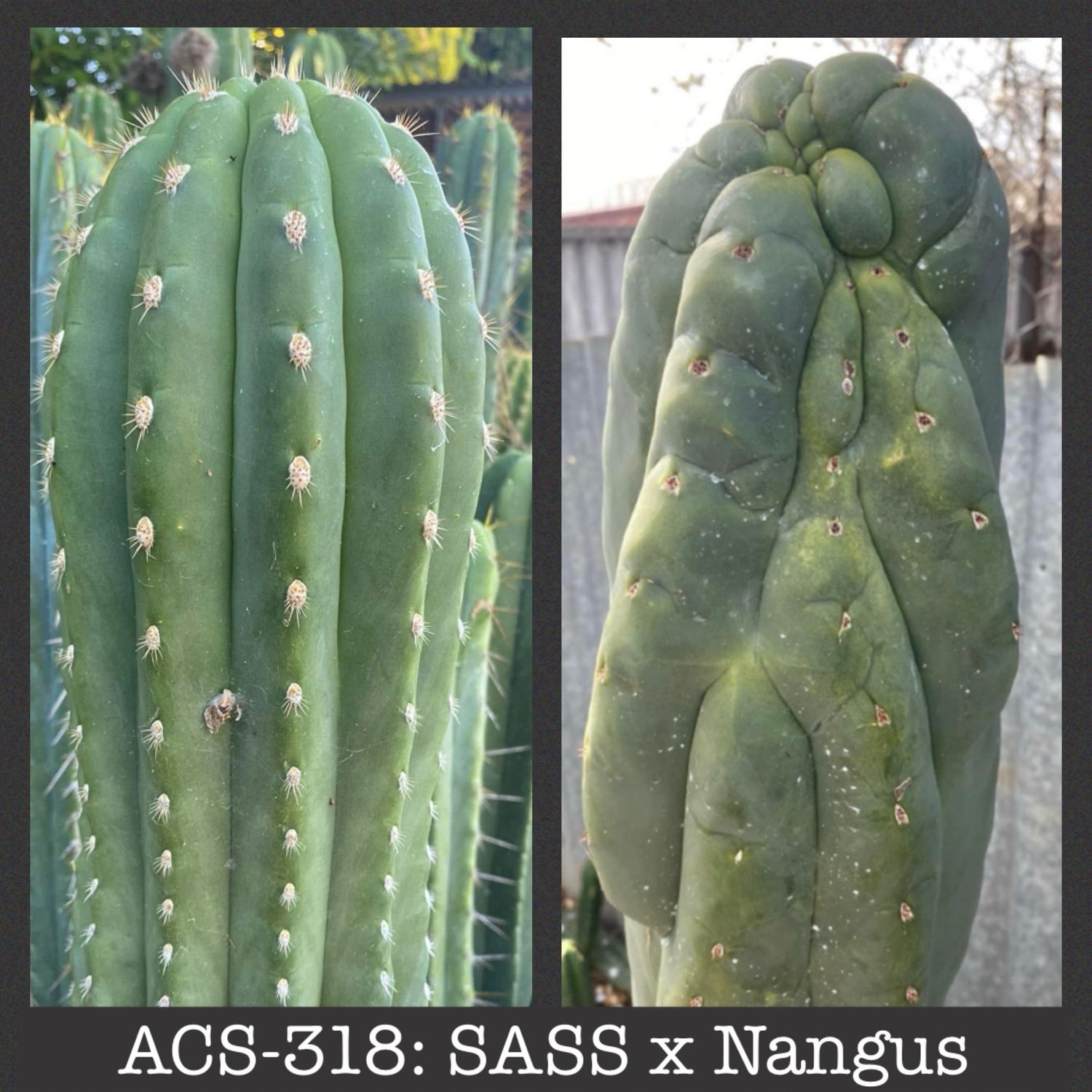 ACS-318: SASS x Nangus