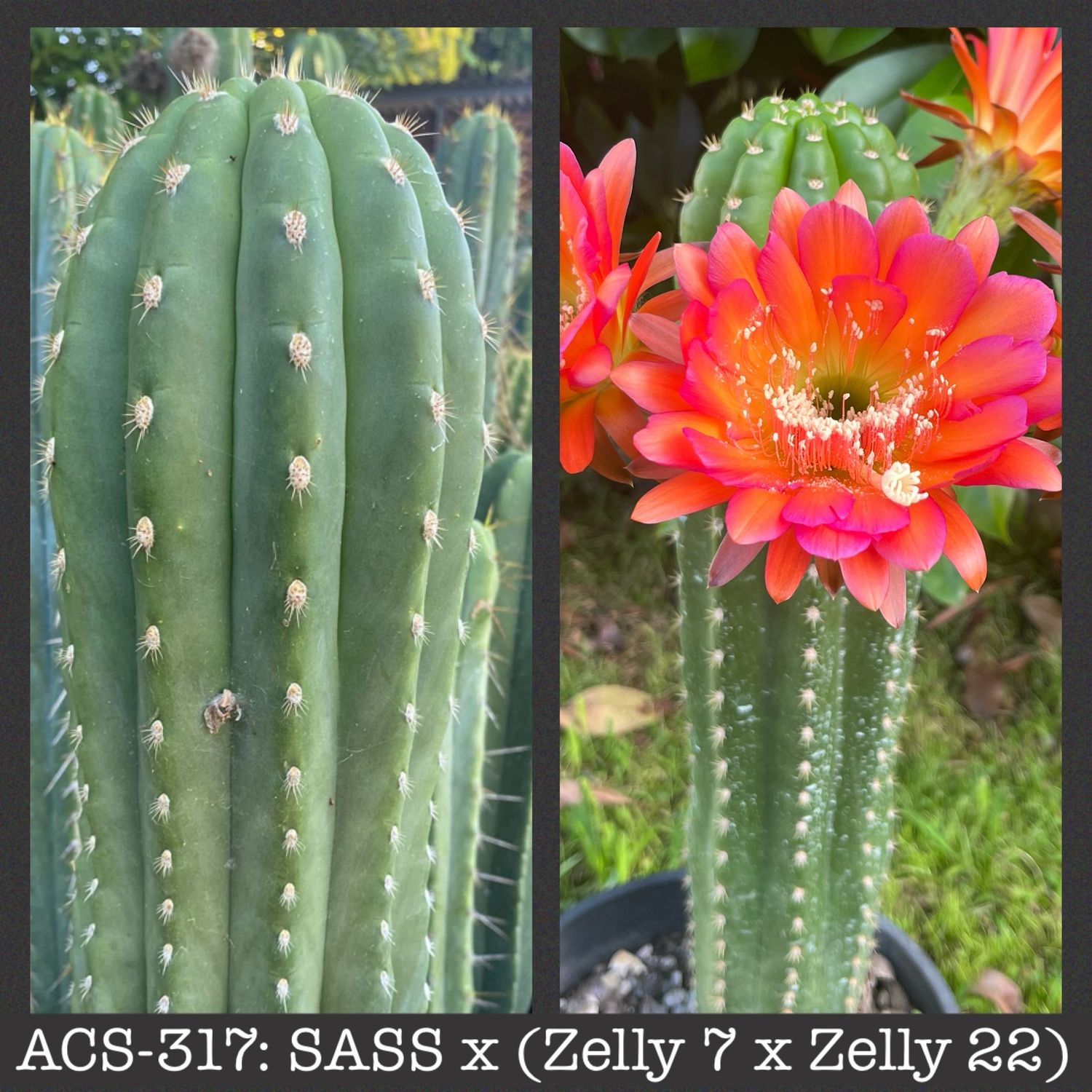 ACS-317: SASS x (Zelly 7 x Zelly 22)